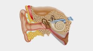 normal hearing mechanism