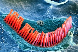 hair cells produce from stem cells, maurya foundation